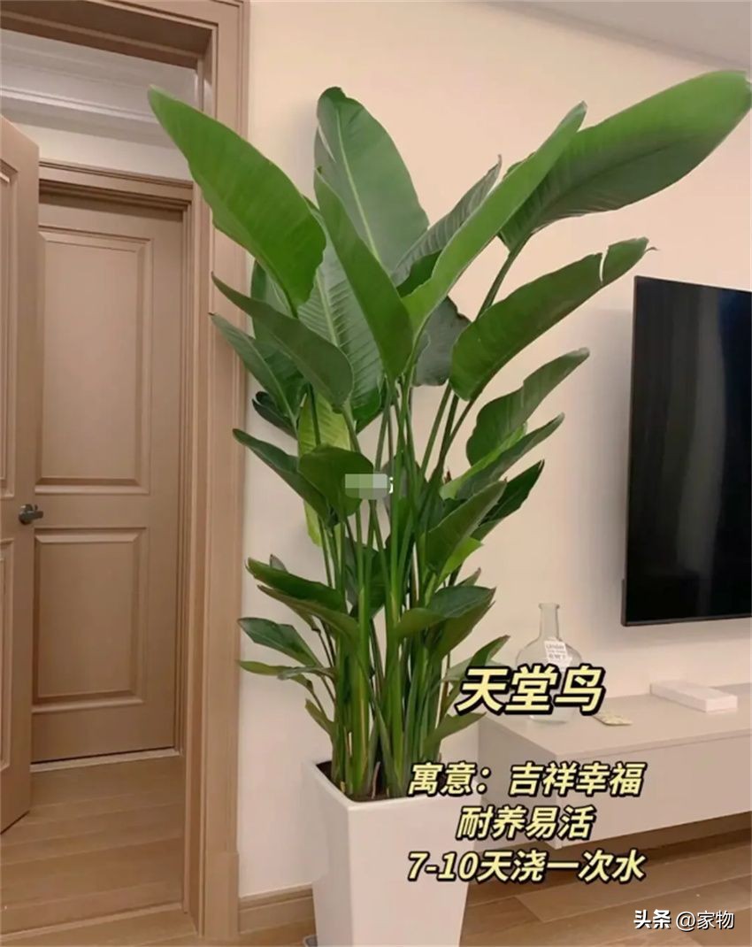 什么树放在客厅最好运,家里客厅禁忌放什么绿植树