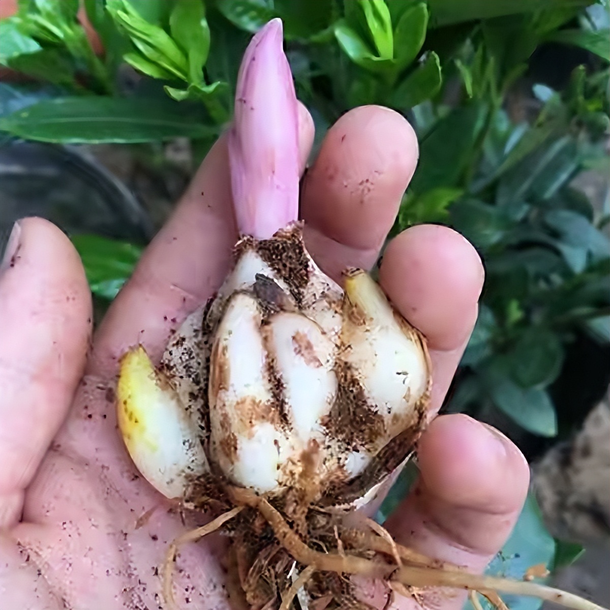 四季开花的室内盆栽种球花卉,爆盆又好养的种球花