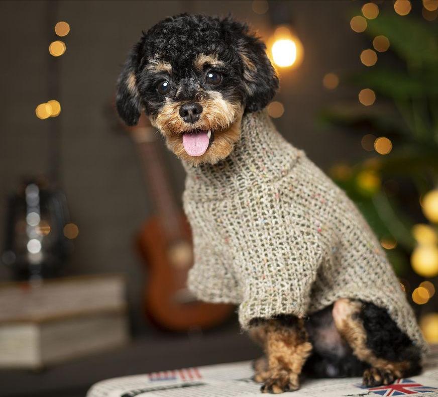 泰迪犬怎样训练大小便,泰迪犬大小便训练