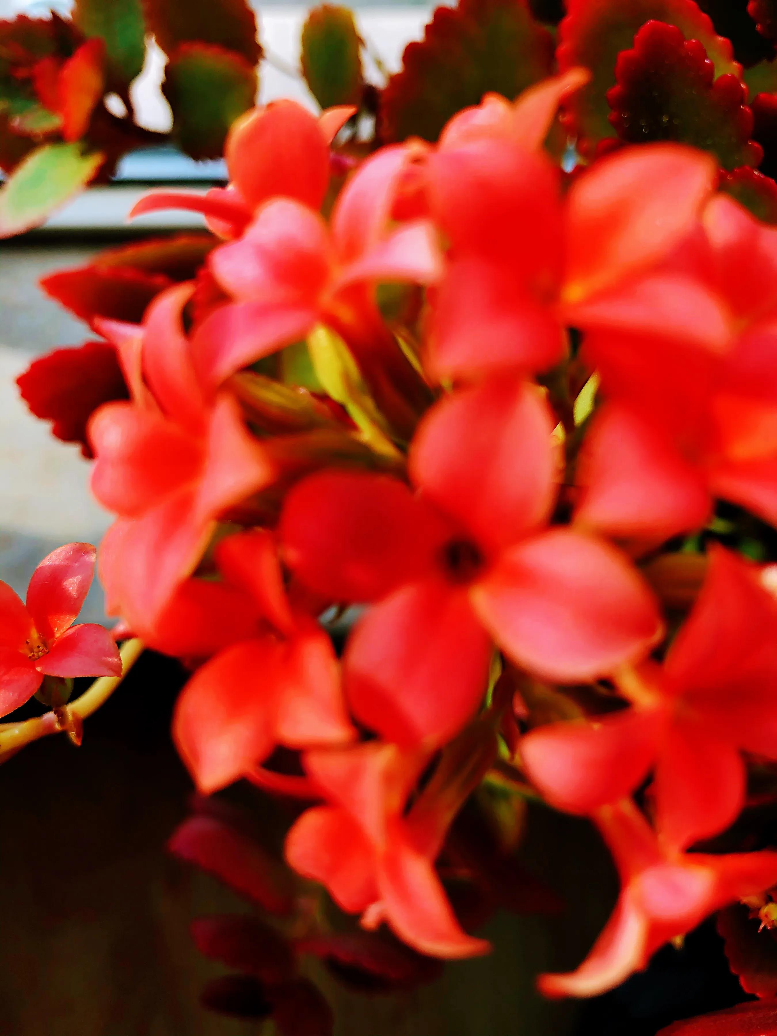 家里养什么花儿好养活,家里养的花儿图片