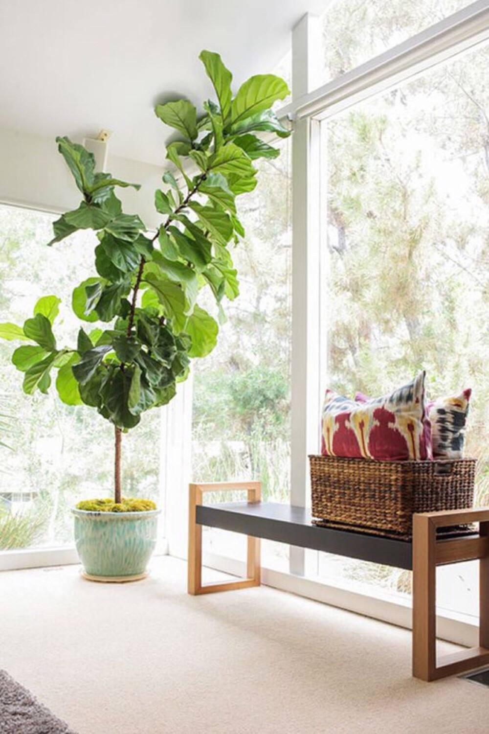 老人说，客厅见树，10家有9富，说得是真的吗？推荐9种吉祥树