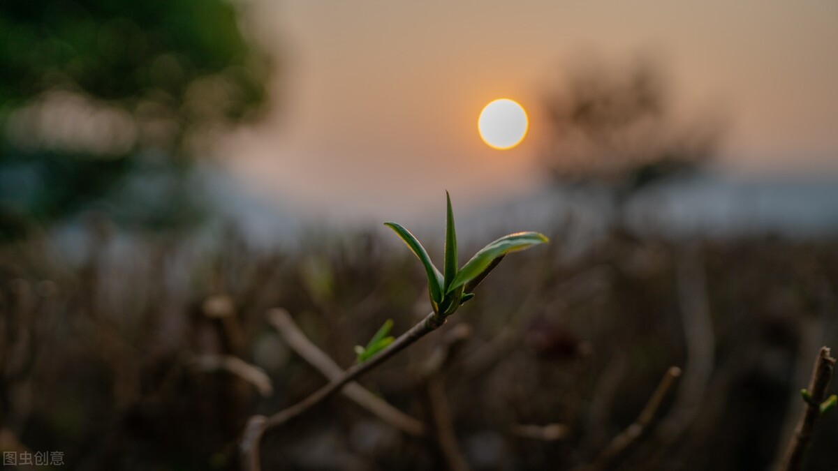 春茶营销,茶事沏一杯春茶开启整个春天