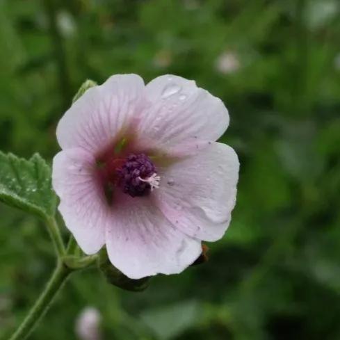 罕见漂亮的鲜花,全球最漂亮的鲜花