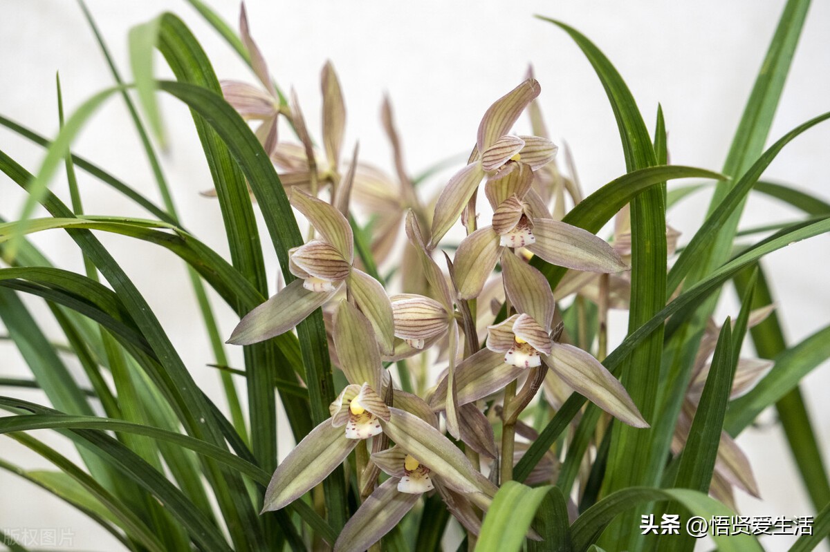 家里养什么花最好看又好养呢,家中养什么花显档次又好看