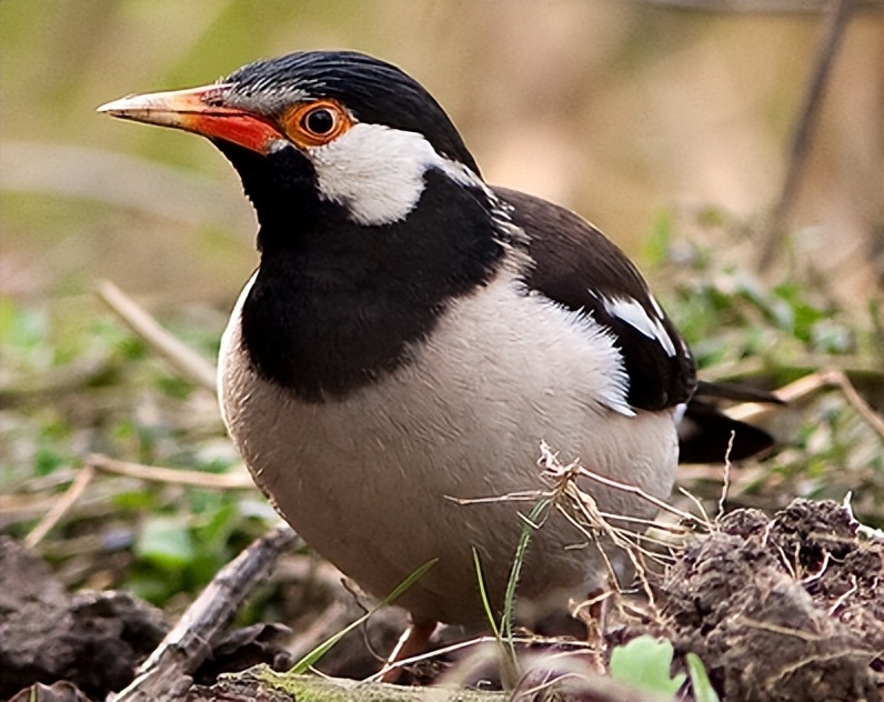 鸟儿大全高清图,高清珍稀鸟动态图片大全