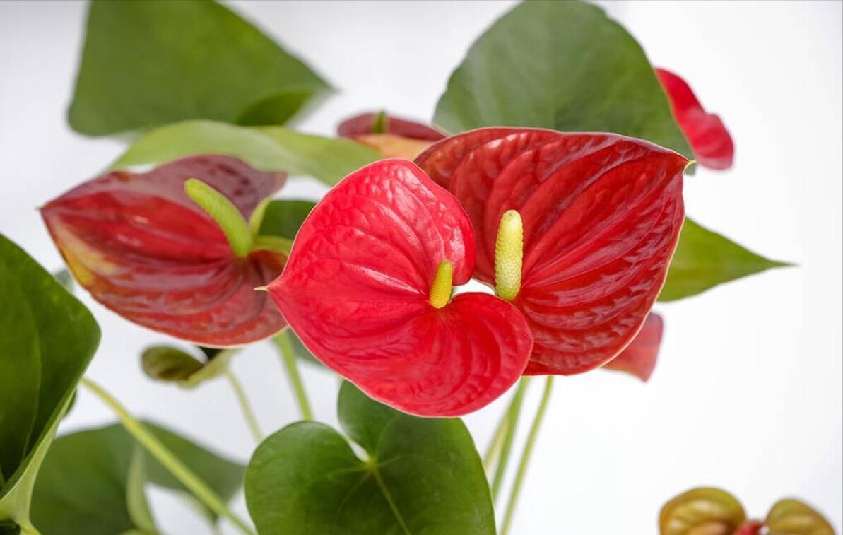 适合室内好养的花适合一年四季养,适合养在室内而且比较好养的花