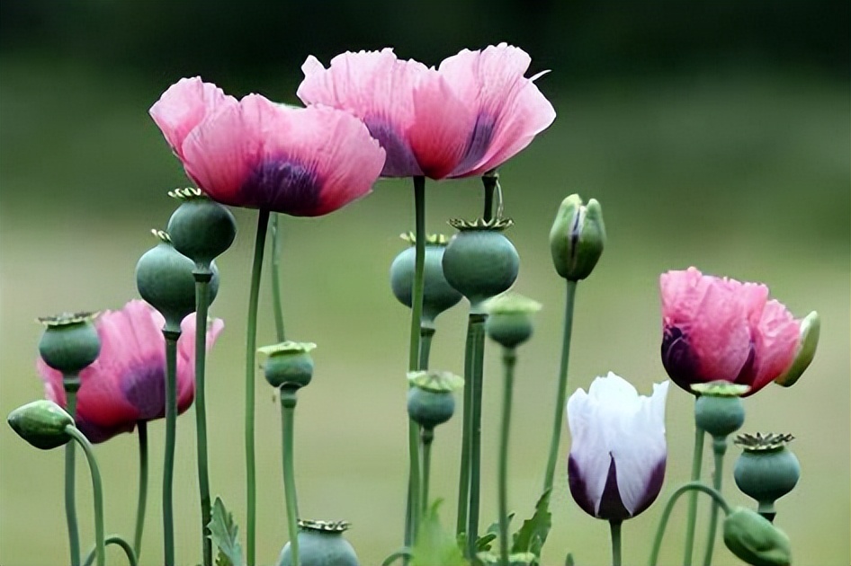 国际禁毒日请收下这份必备知识,国际禁毒日是采用什么方法禁毒的