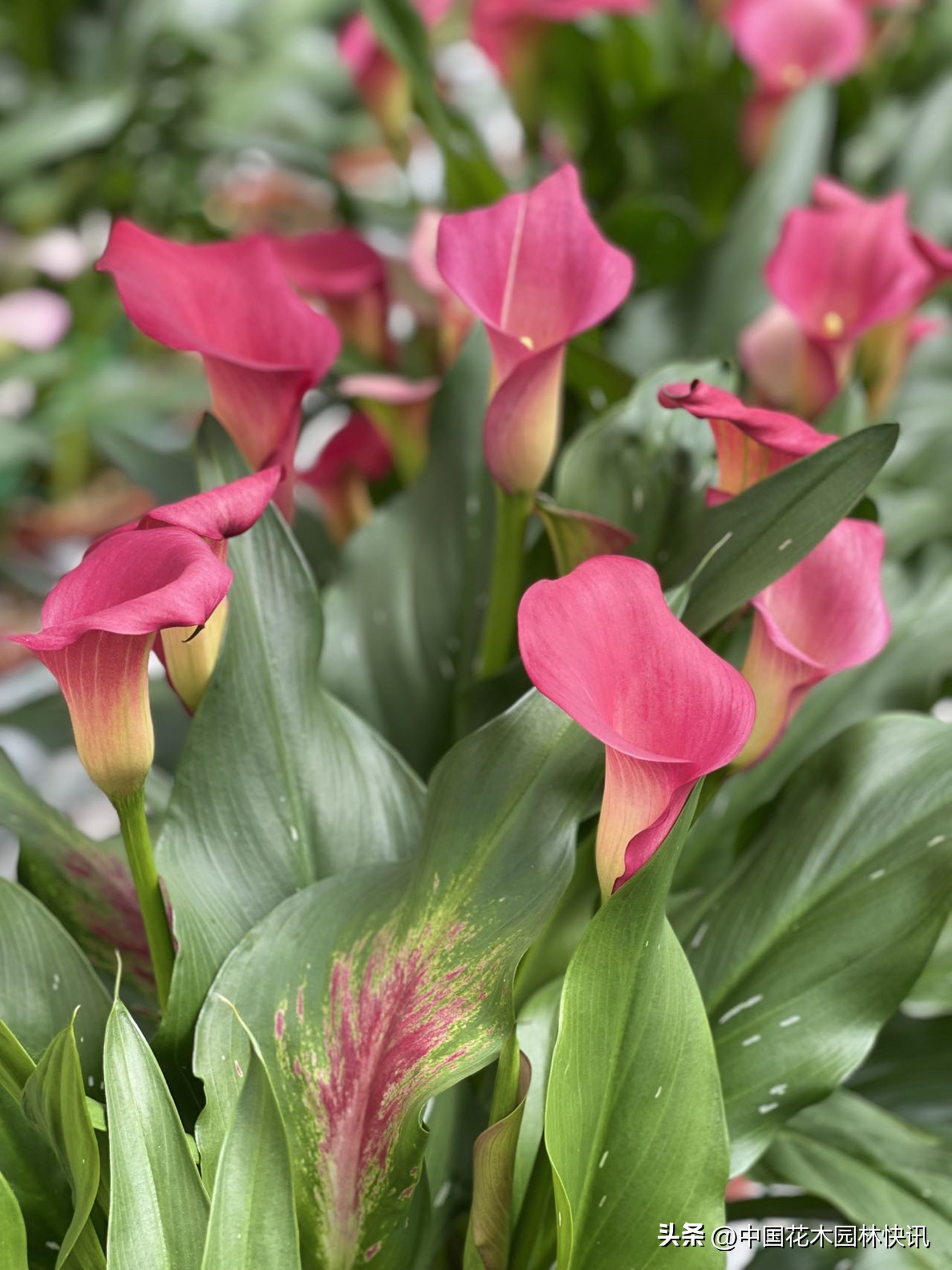 云南丽江彩马切花实现量产国庆婚礼高峰拉升市场销量
