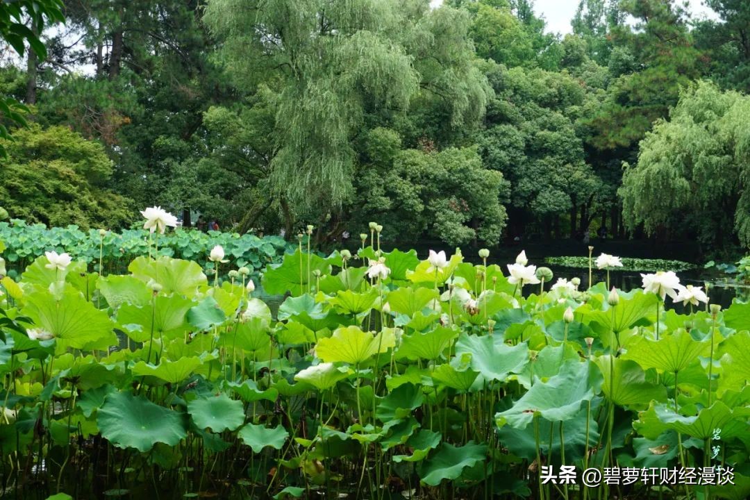长沙第一波赏荷地图,杭州夏日赏荷地图