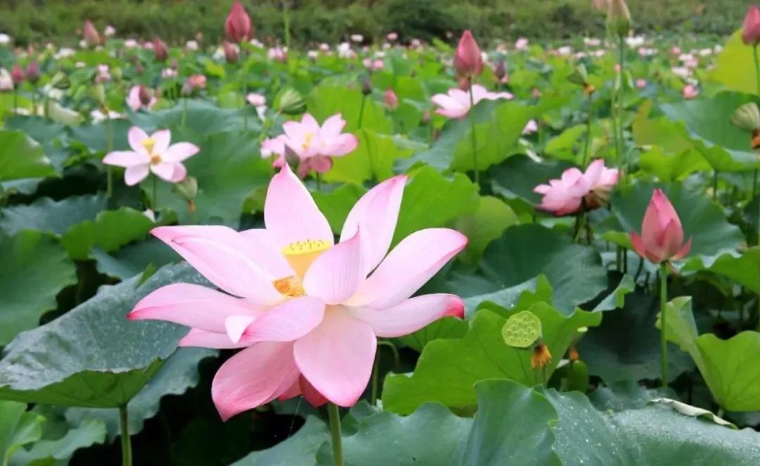 广州从化赏荷花胜地,从化草埔荷花