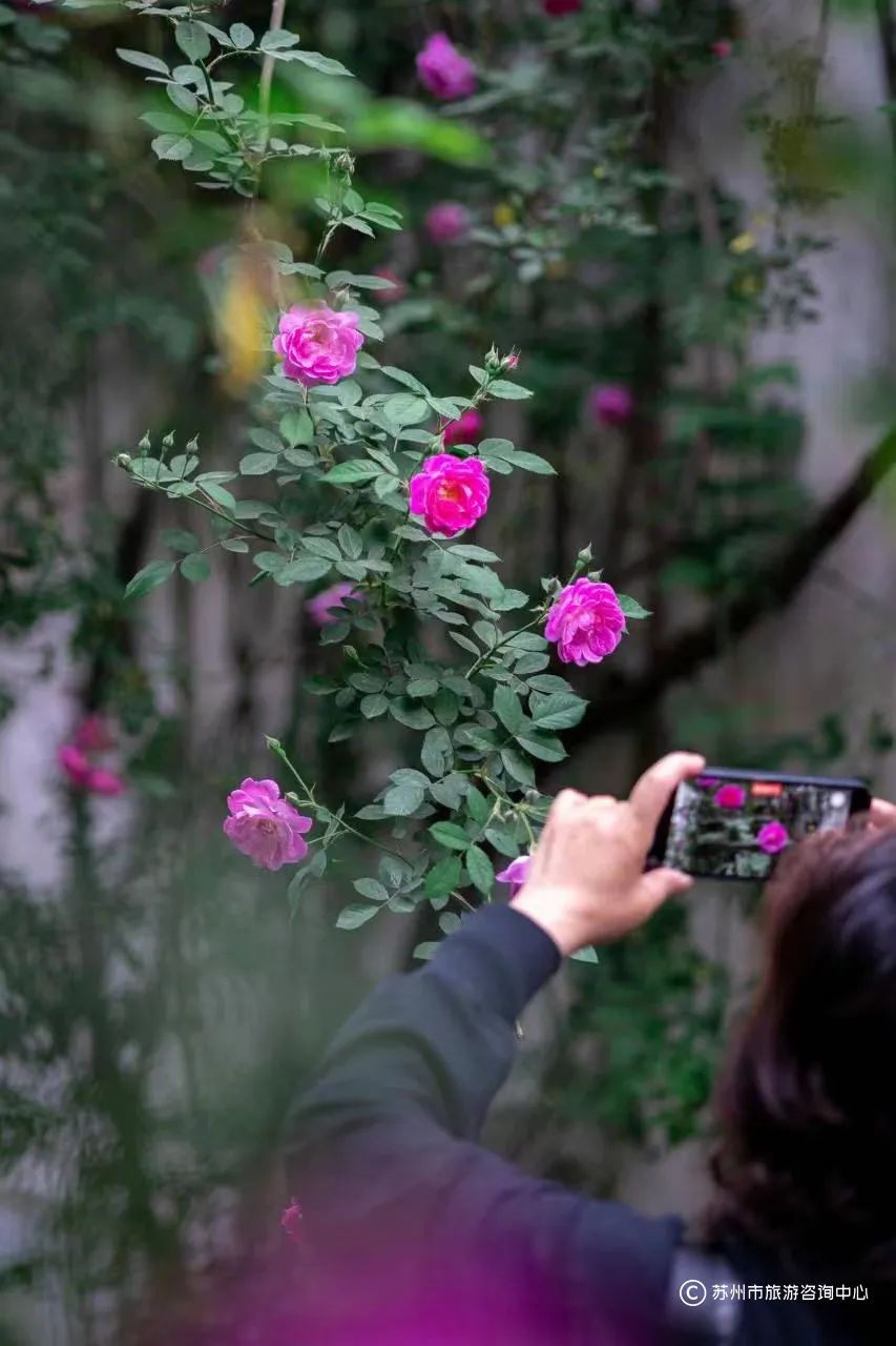 特种兵式旅游攻略苏州,苏州特种兵一日游攻略