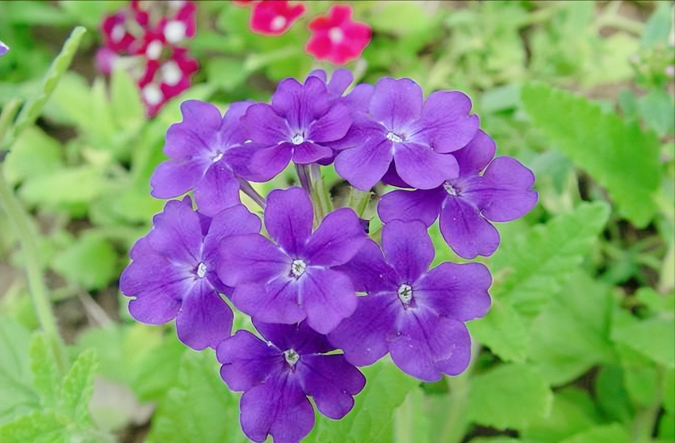 五片花瓣的小花，虽平淡无奇，但却惊艳了双眸！