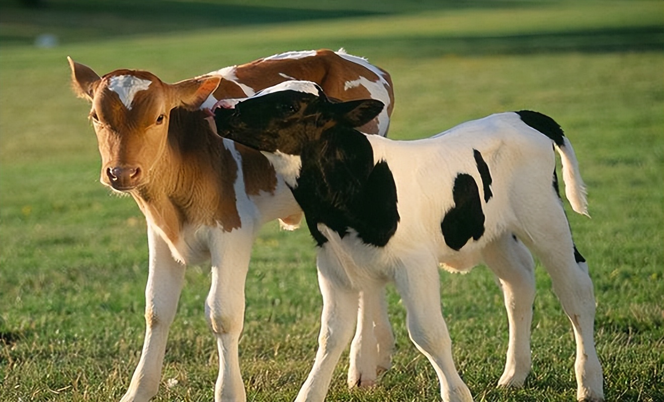 母牛养殖繁育怎么建牛舍,母牛养殖技术视频完整版