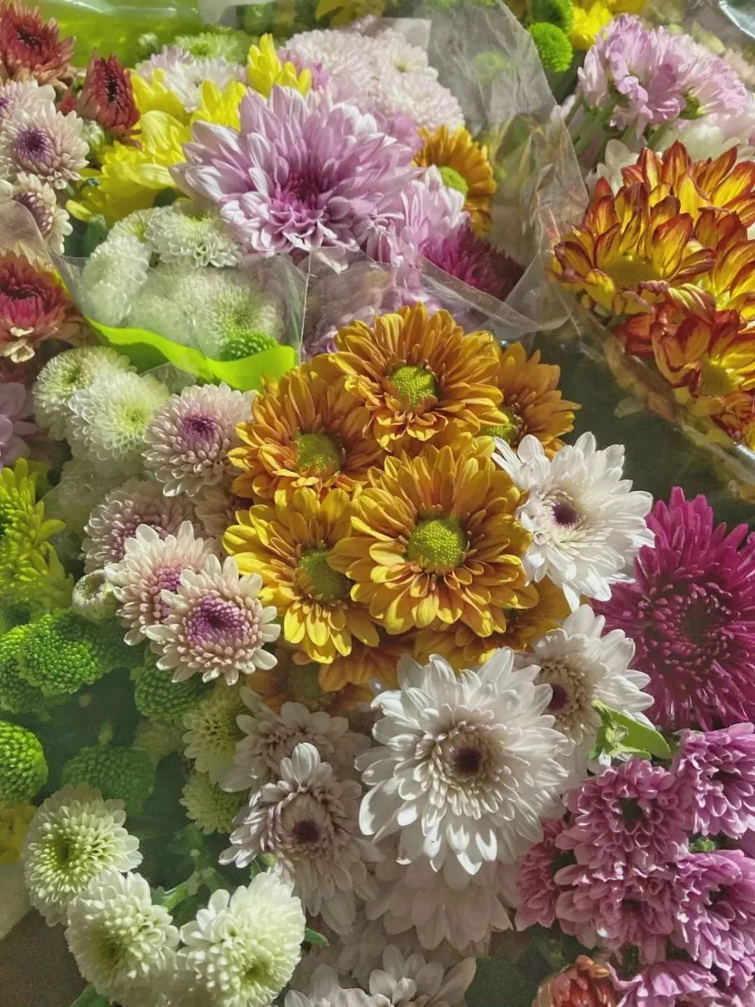 雨雪天气,来济南这些宝藏花市再合适不过了!快去把春天的浪漫抱回家吧!