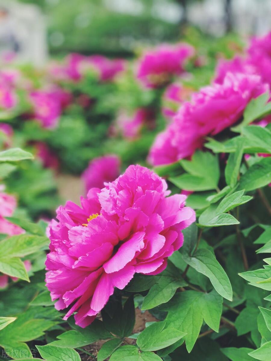 人间最美五月天春季赏樱正当时,5月北京三大赏花公园