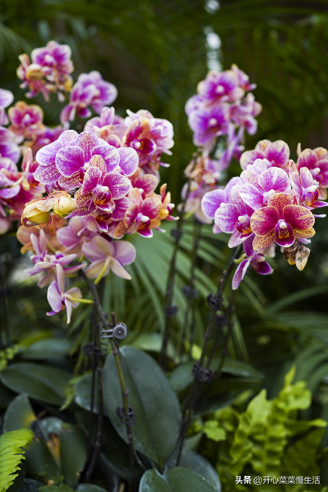 广东兰花第一县,中国最漂亮的兰花小镇