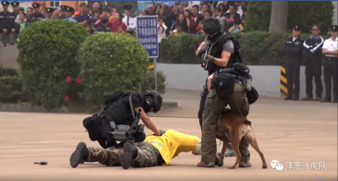 虎年说虎科普视频,虎年说虎运用了哪些说明方法