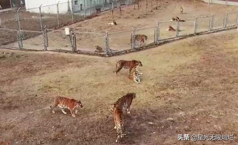 安徽宿州马戏之乡骑虎难下,宿州埇桥马戏之乡