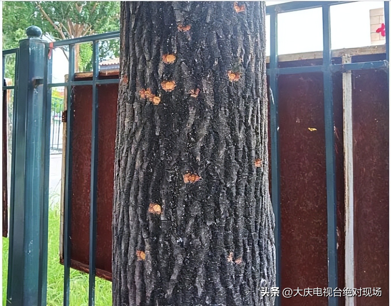 大庆市多部门积极行动救治糖槭树