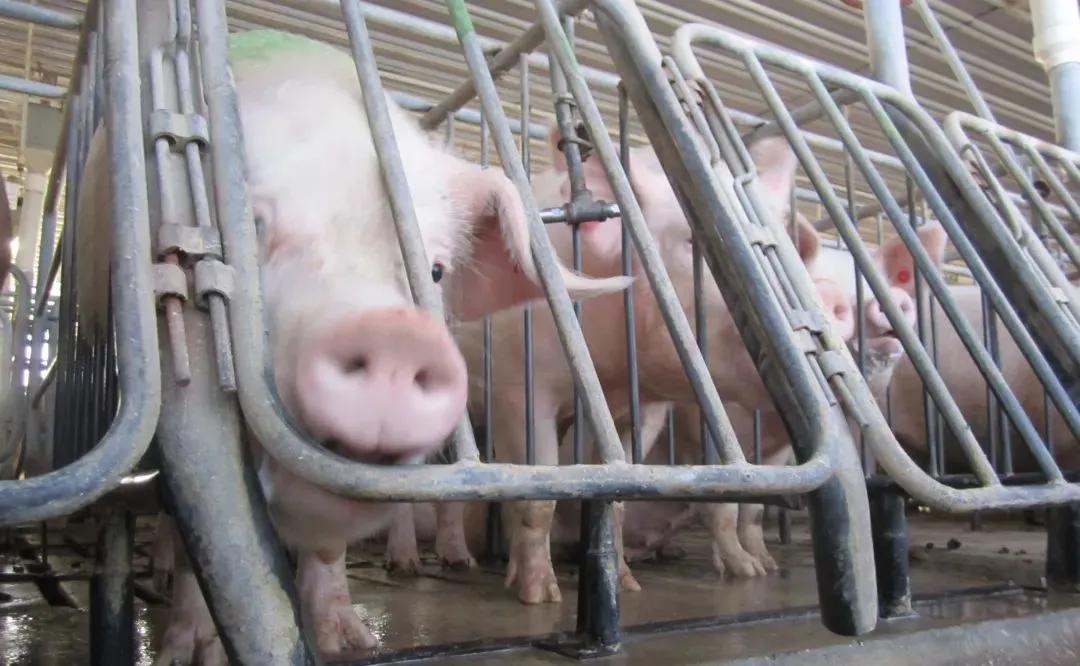 加州闹蛋荒！一打鸡蛋均价$7，Costco限购两盒！