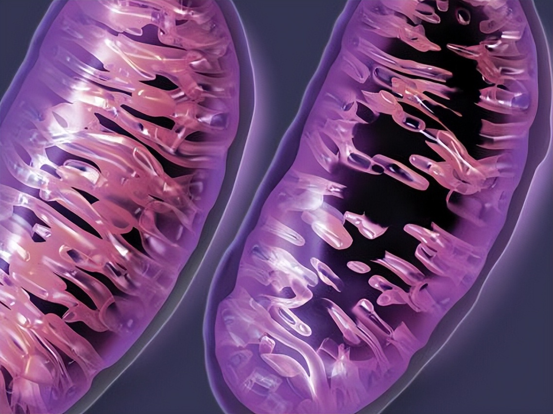 张掖肉牛线粒体DNAD-loop区研究的发展方向和潜在应用价值