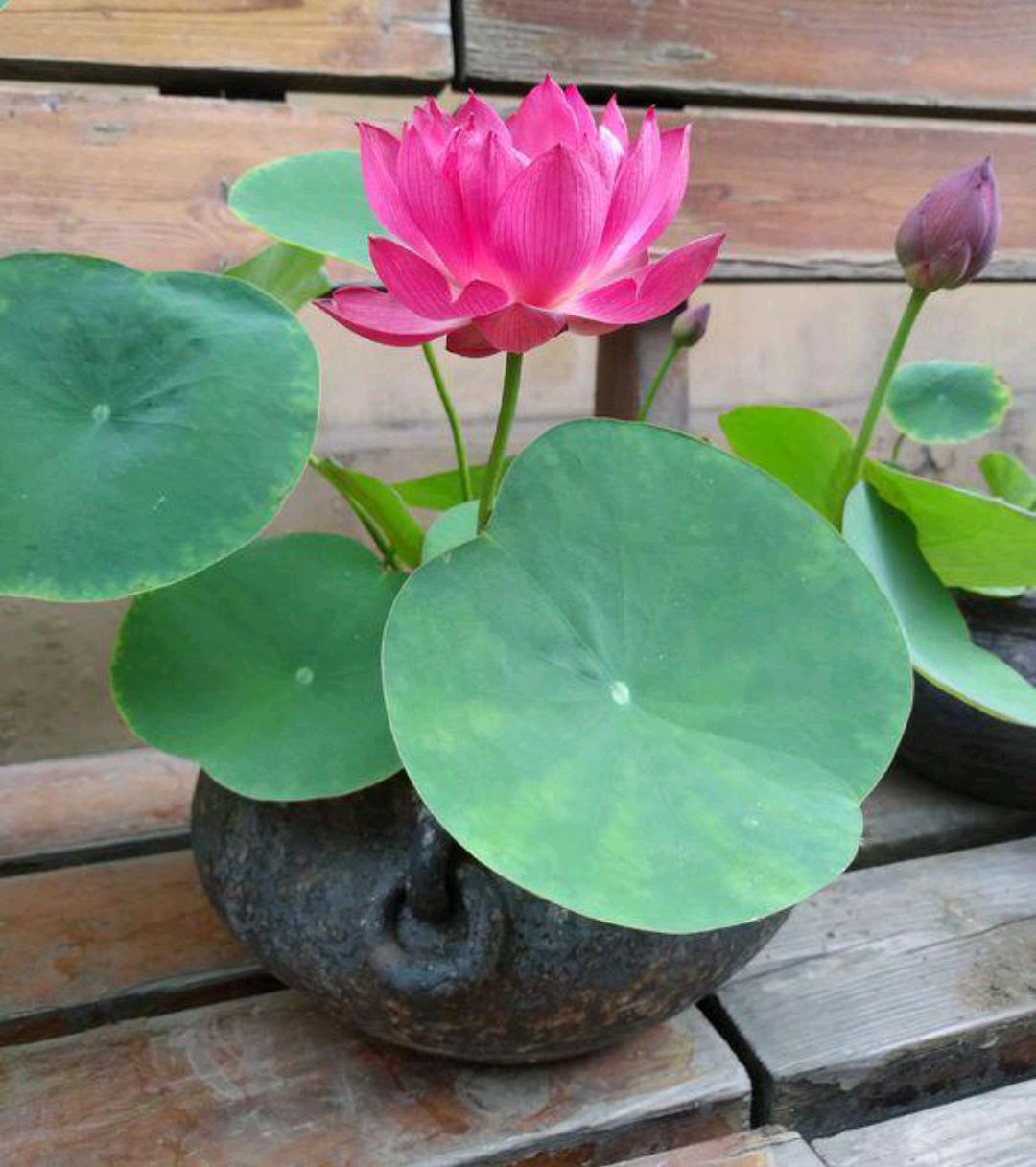 阳台上可以种什么蔬果,阳台上适合种的蔬果