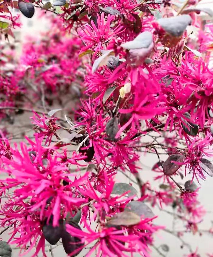 红花檵木介绍牌,红花檵木解说