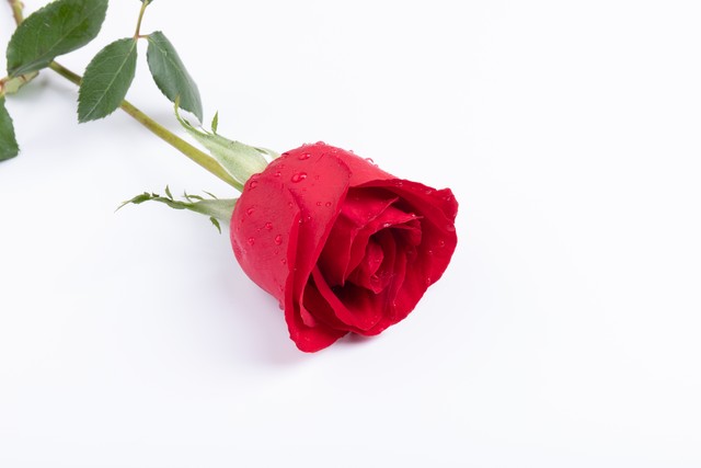 情人节是谁给谁送礼物,情人节过了再送礼物还有意义吗