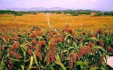 茅台镇的白酒好喝吗,茅台镇好喝的酱香酒推荐