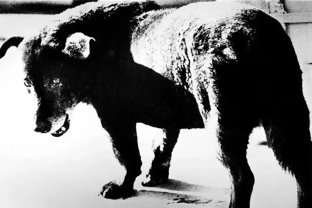 经典珍贵影像大全,影响深远的图片