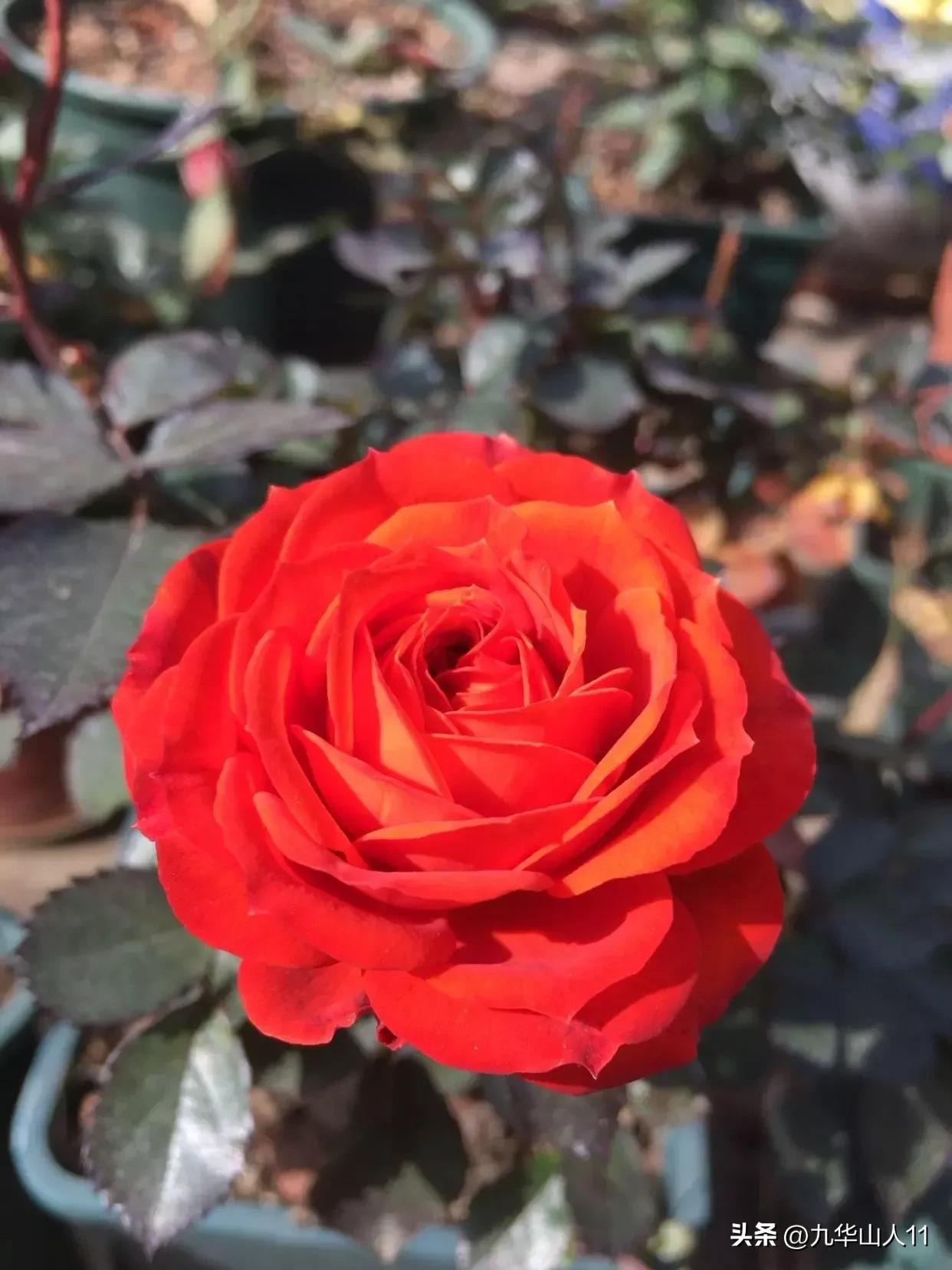 微型月季品种价格是多少 (微型月季品种有哪些)