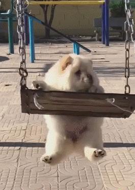 狗狗求救的五大信号,狗狗发出的求救信号