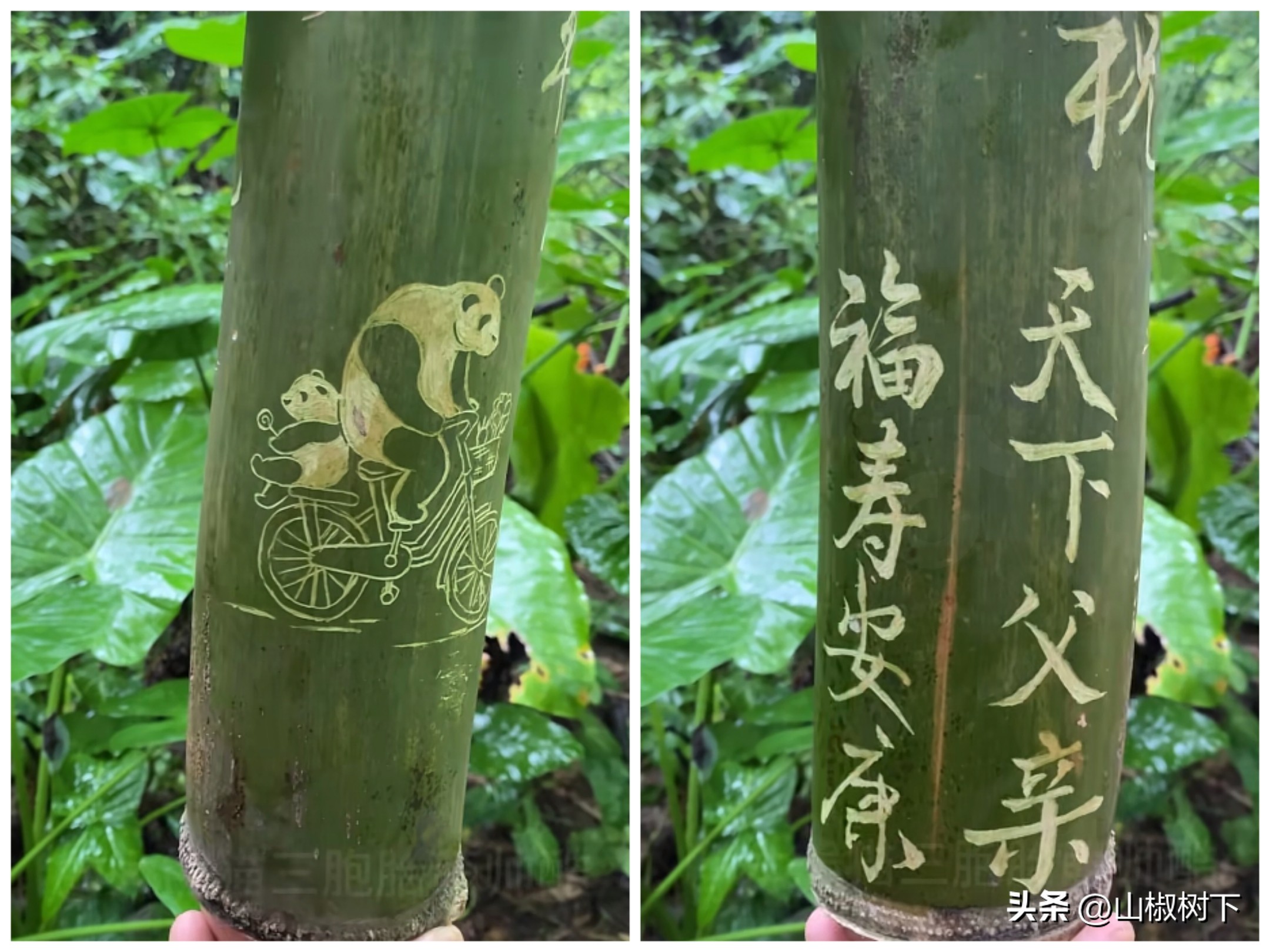 熊猫基地的奶妈奶爸有多少人,熊猫基地帅气奶爸