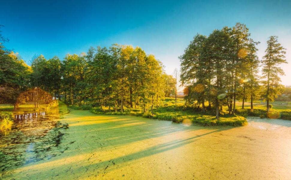 全民拼购如此火爆深度解析,全民拼购运营方案