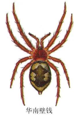 中药古今研究全集视频,中药古今研究木瓜