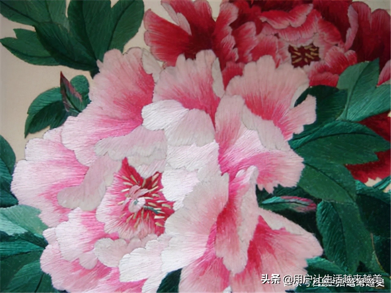 牡丹为什么被称为中国的国花,为什么牡丹能成为中国的国花