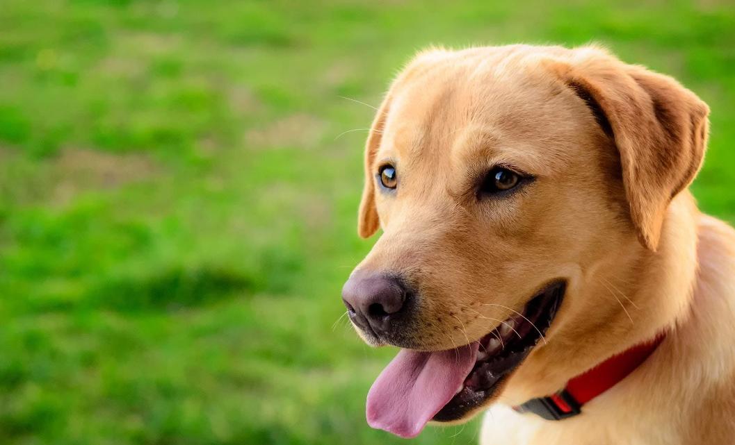 拉布拉多有哪几种颜色好看,拉布拉多什么颜色最好看