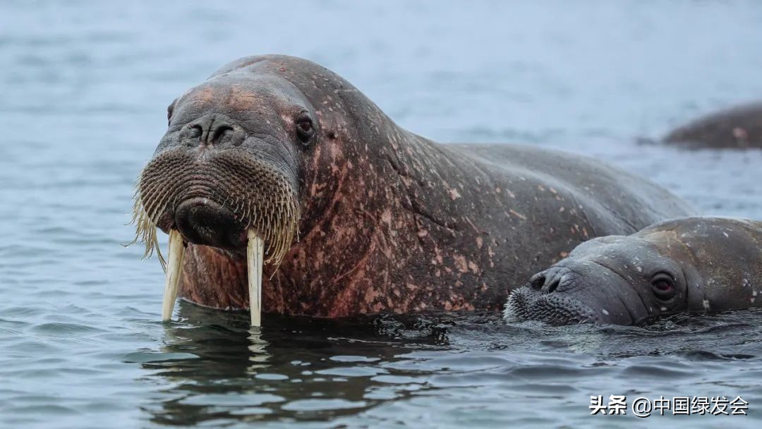 武汉海昌海洋公园的表演印象深刻,武汉极地海洋世界海象表演