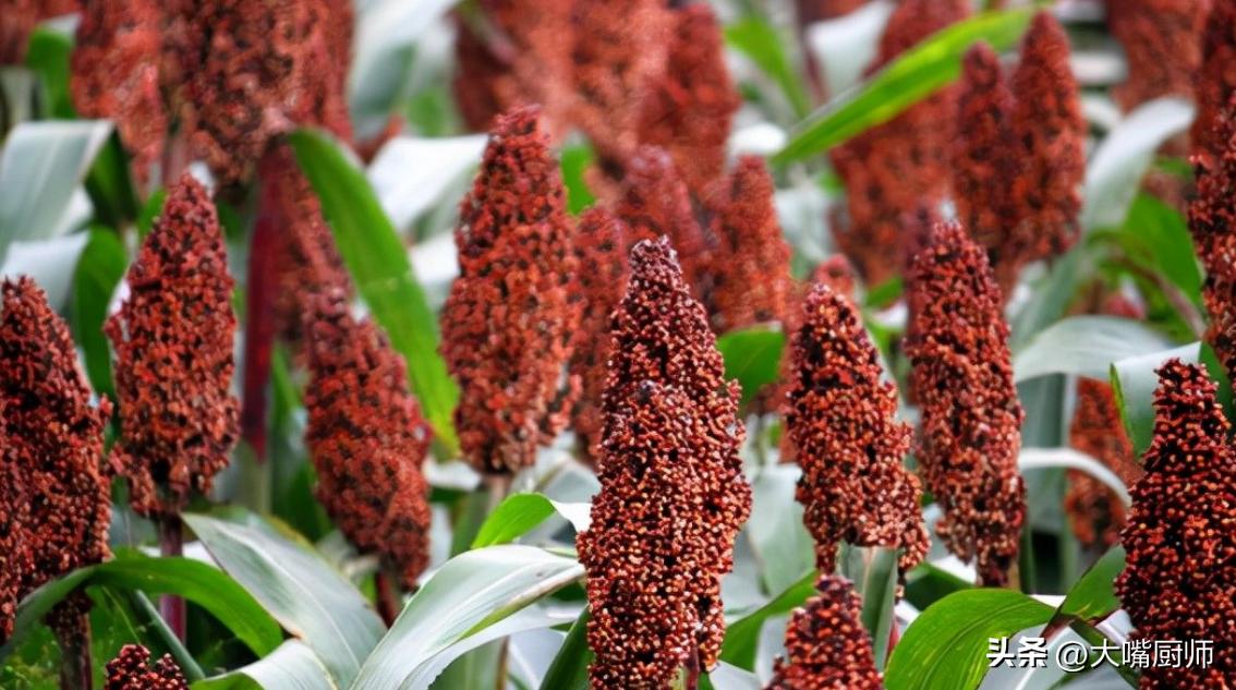 河南酒桌“怪象”：正式酒宴上，不喝杜康，这事是真的吗？