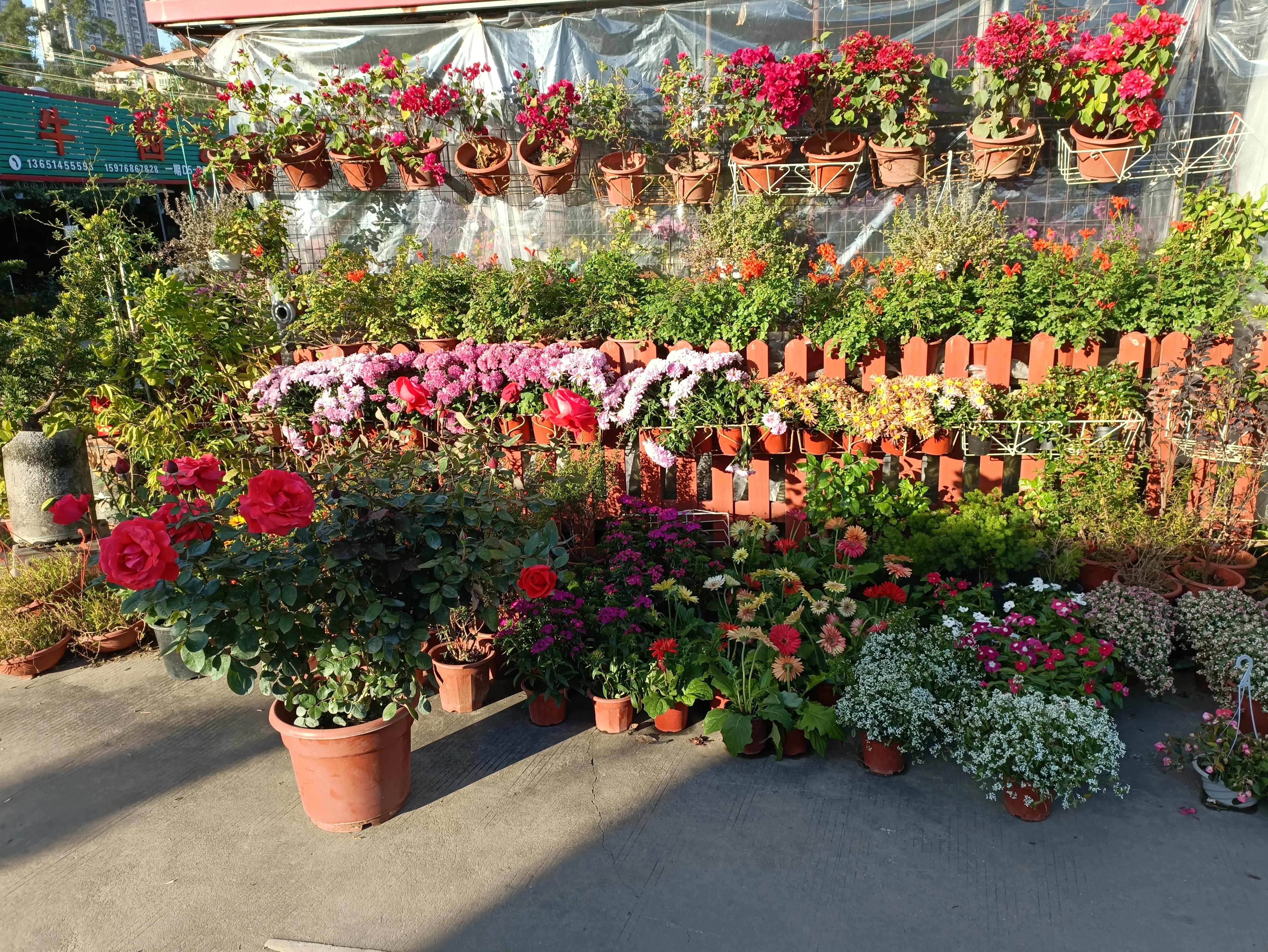 深港花卉世界,深圳布吉花卉世界属于哪家企业