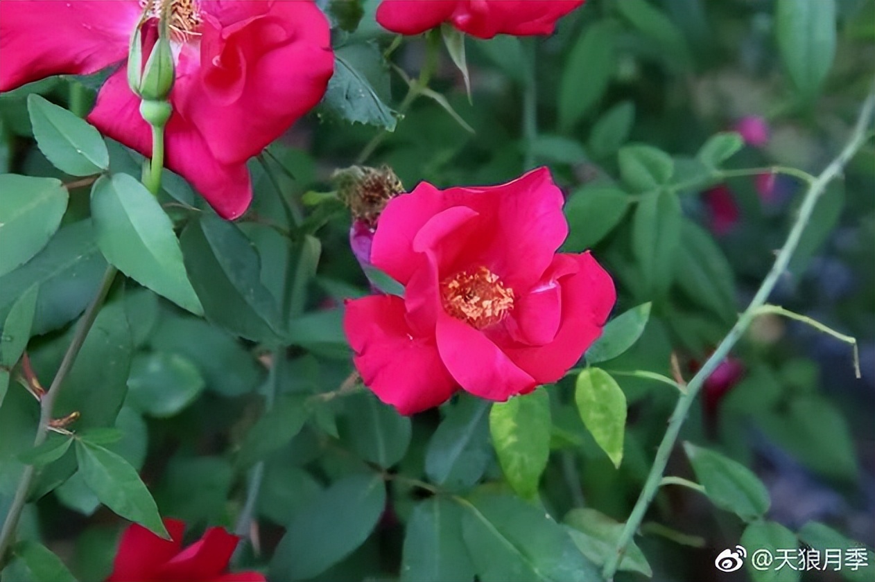 七夕卖玫瑰花要准备什么,七夕买红玫瑰还是彩色玫瑰