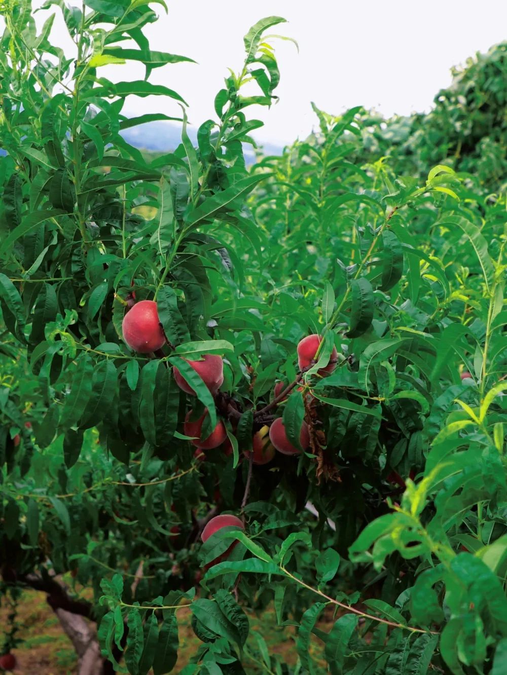 “min”甜爆汁！西瓜、蓝莓、桃子......彭州今夏水果新鲜开摘喽