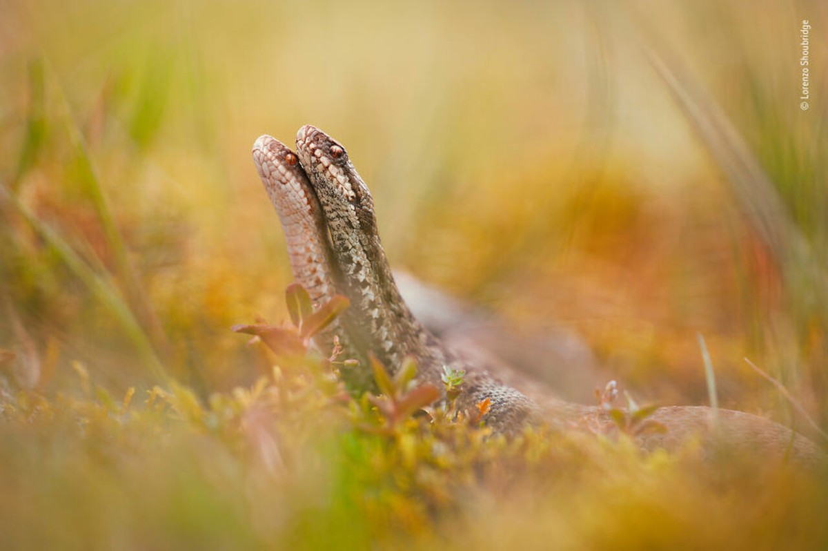 2019年最佳野生动物照片,2022年搞笑野生动物摄影作品