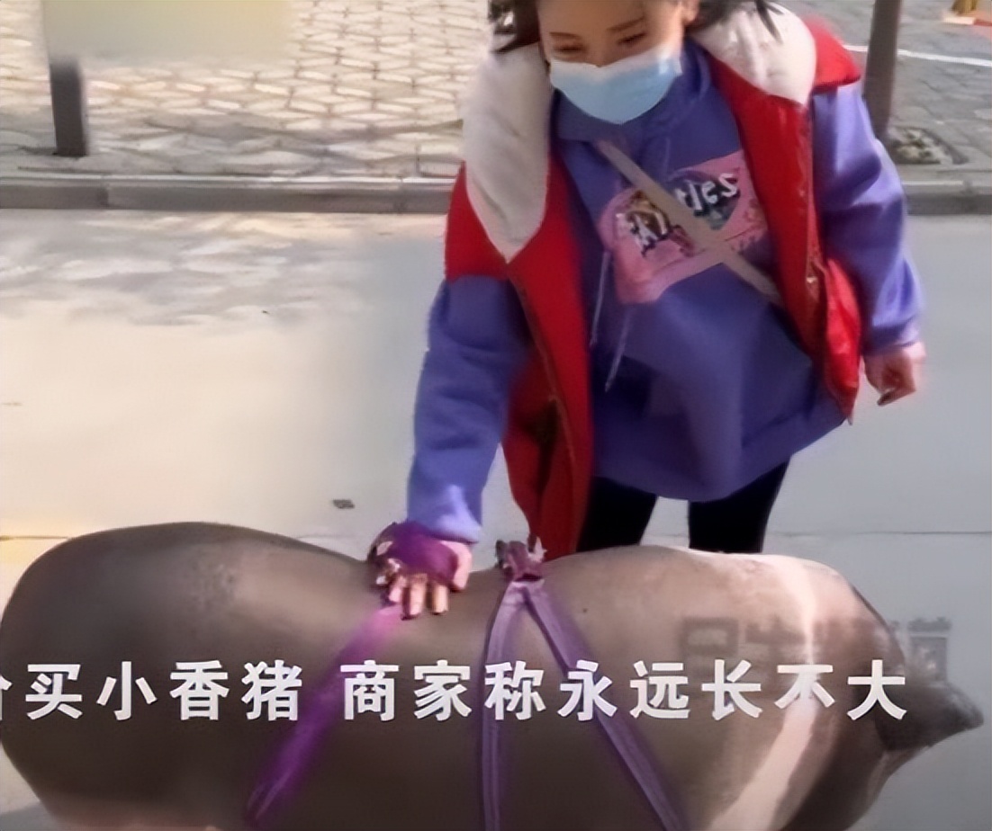 女子网购小香猪,女子买到假小香猪