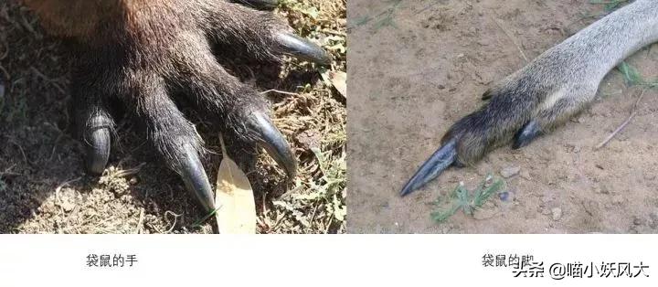 袋鼠战斗力有多强？把狗按在水里摩擦，与澳大利亚男子互殴6分钟