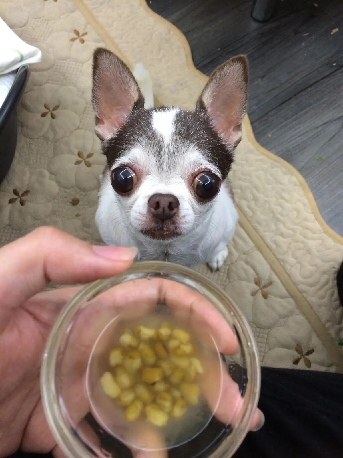 狗狗有口臭这几点轻松解决,狗狗口臭怎么办最快解决方法