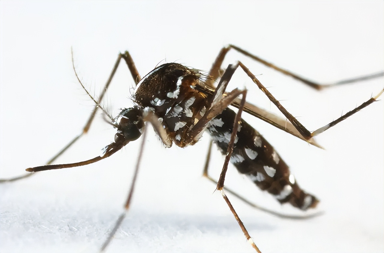 花蚊子为何令人们闻风丧胆,带毒的花蚊子从哪里来