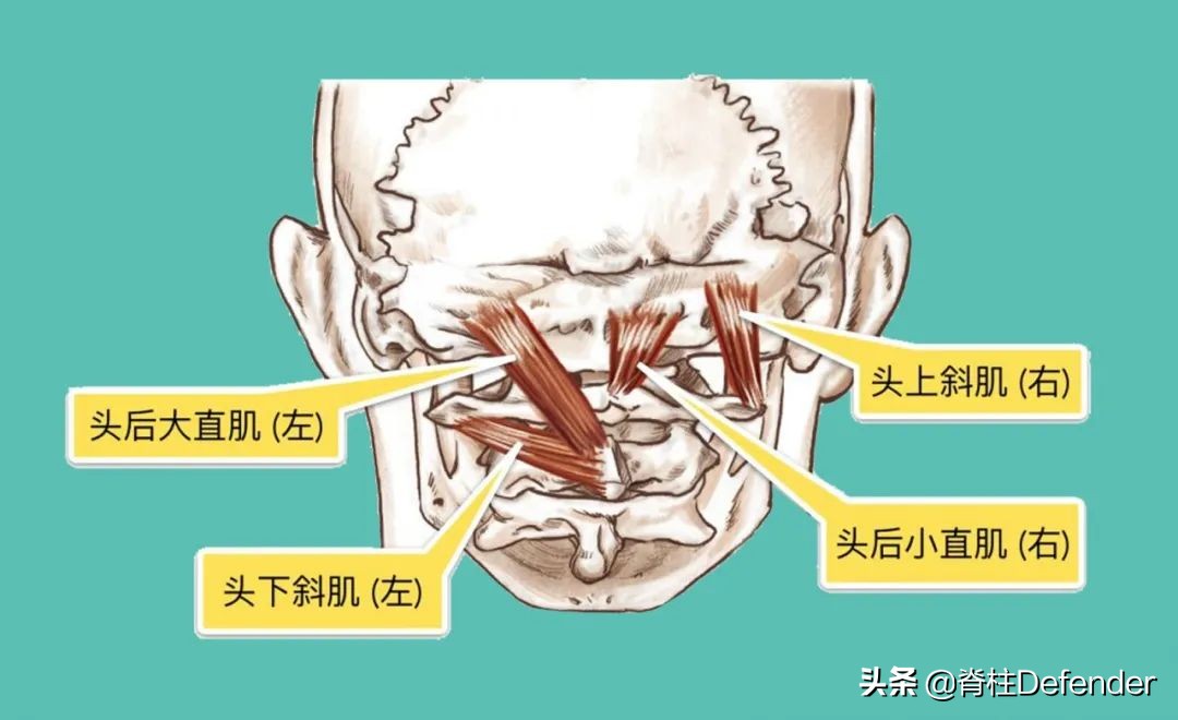 脖子肩膀酸痛的有效缓解方法,最近脖子两侧颈肩酸痛