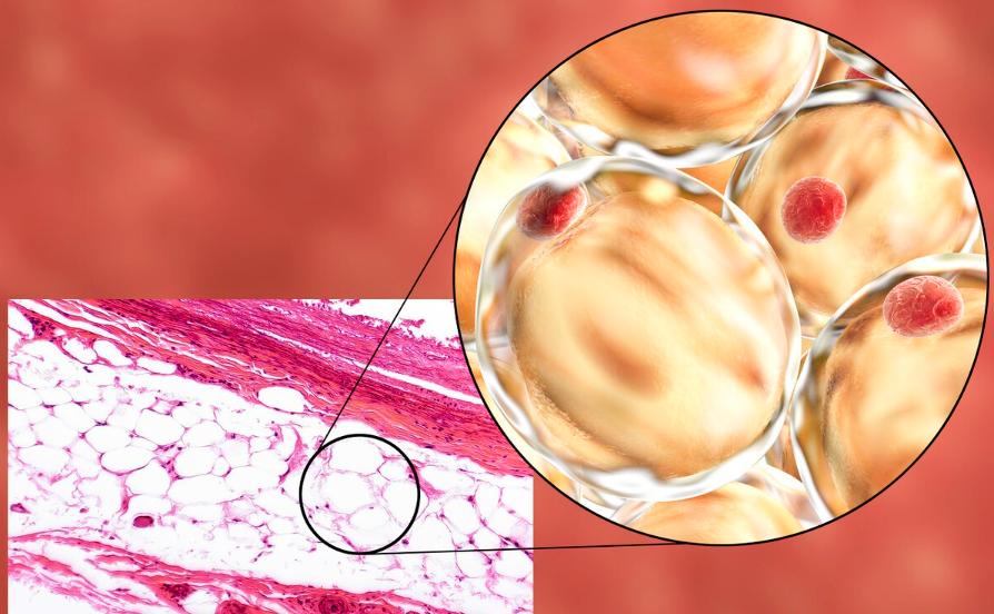 研究证明个子矮的人更长寿吗,脖子粗肚子大的人与长寿无缘吗