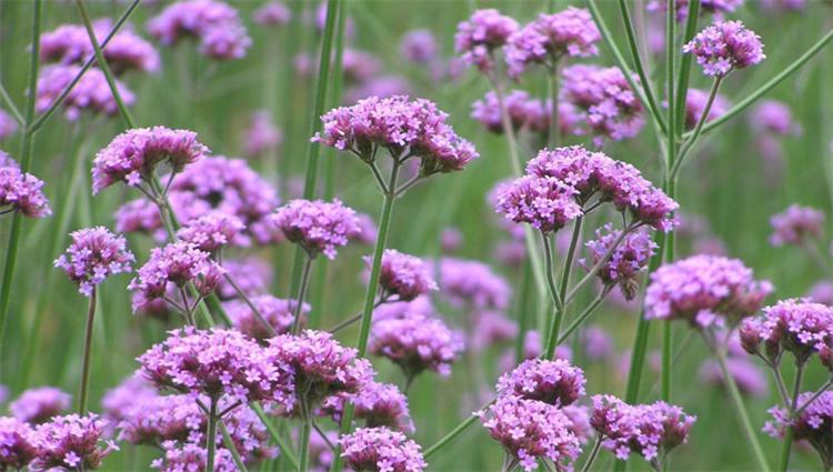 这种野马鞭草，在亚欧大陆均有分布，美似薰衣草，关注的人却不多